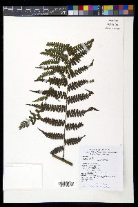 Diplazium laxifrons image