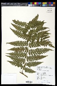 Diplazium laxifrons image