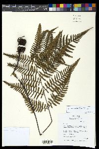 Diplazium pseudocyatheifolium image