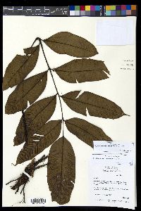 Diplazium cumingii image