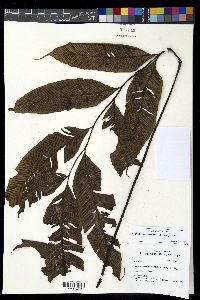 Diplazium cumingii image