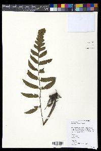Diplazium cultratum image
