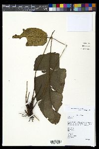 Diplazium cordifolium image