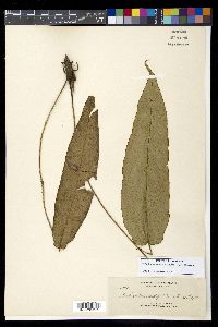 Diplazium cordifolium image