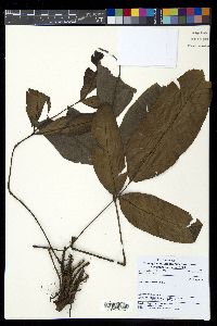 Diplazium cordifolium image