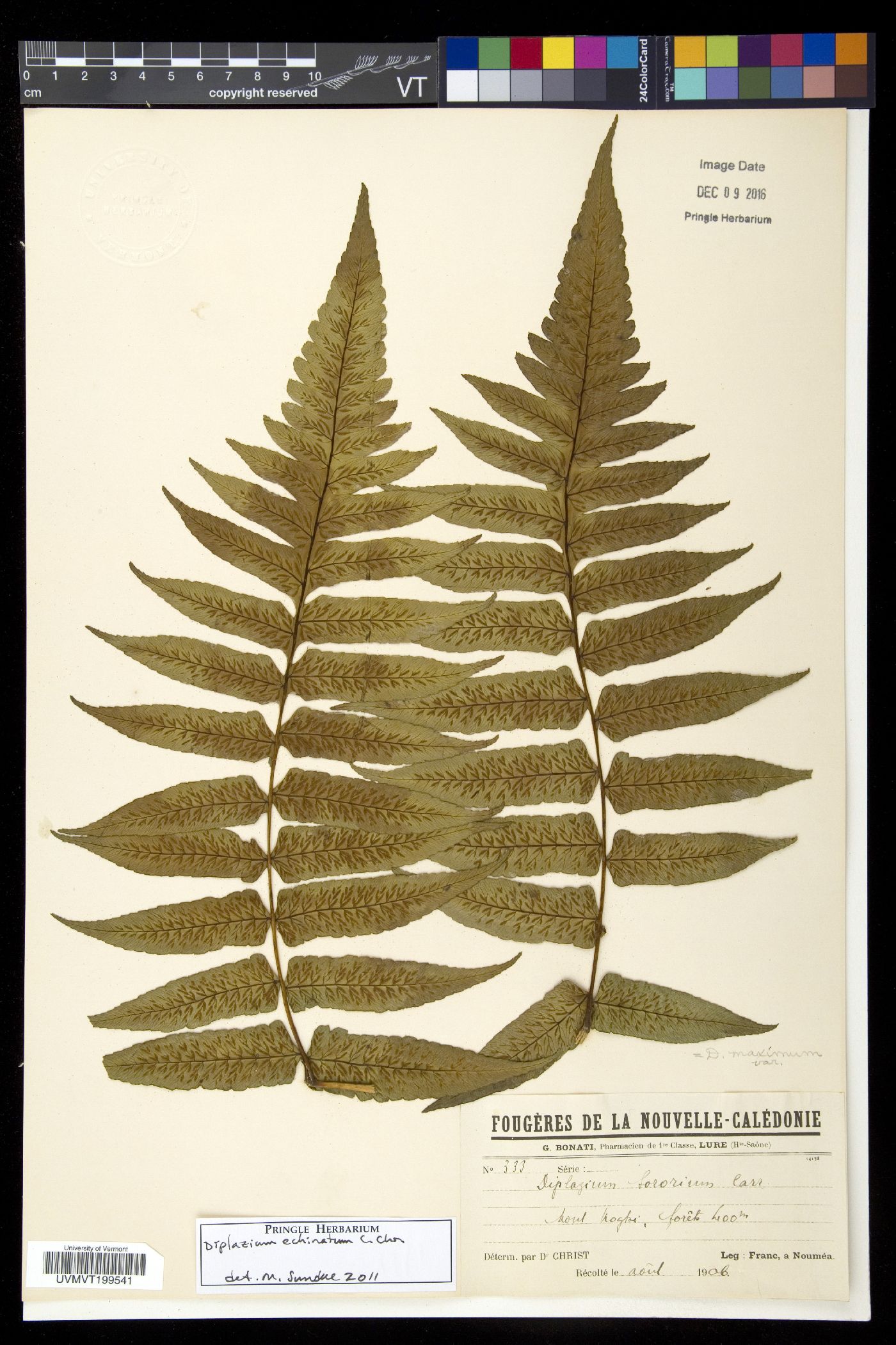 Diplazium echinatum image