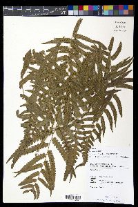 Diplazium dilatatum image