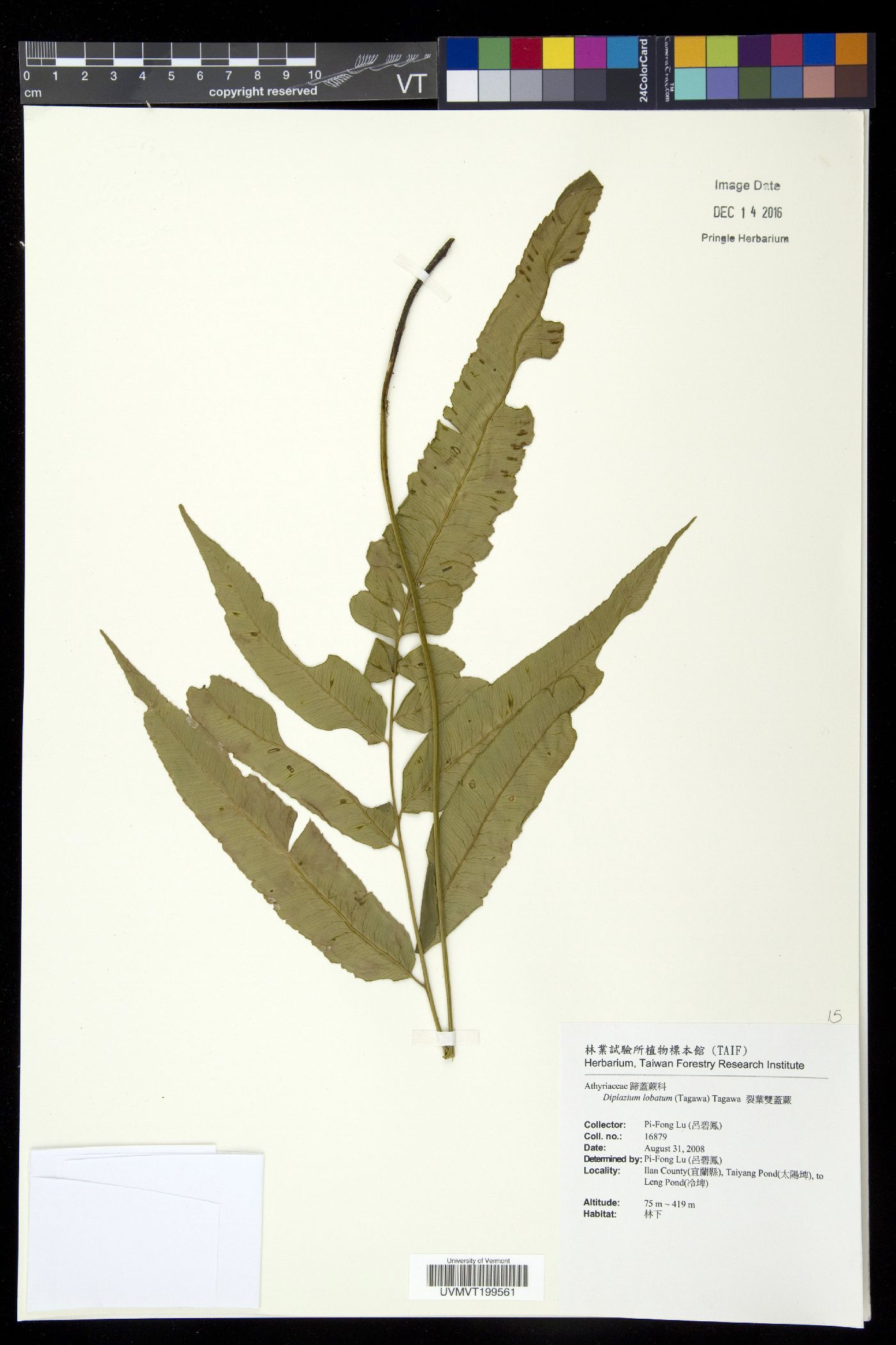 Diplazium lobatum image