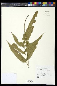 Diplazium lobatum image