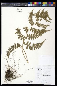 Diplazium kawakamii image