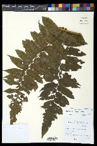 Diplazium stipitipinnula image