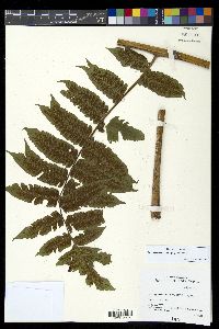 Diplazium stipitipinnula image