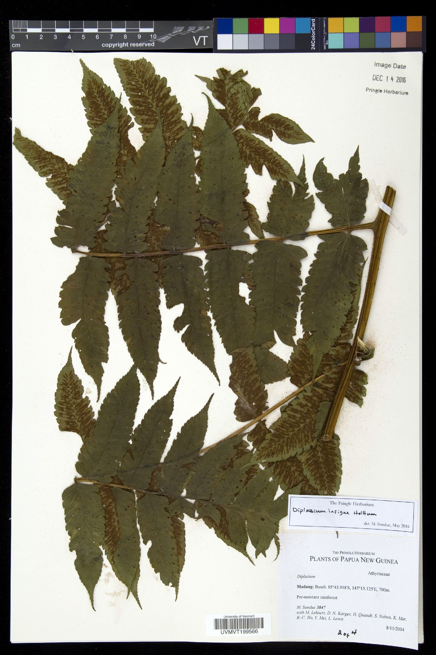Diplazium stipitipinnula image