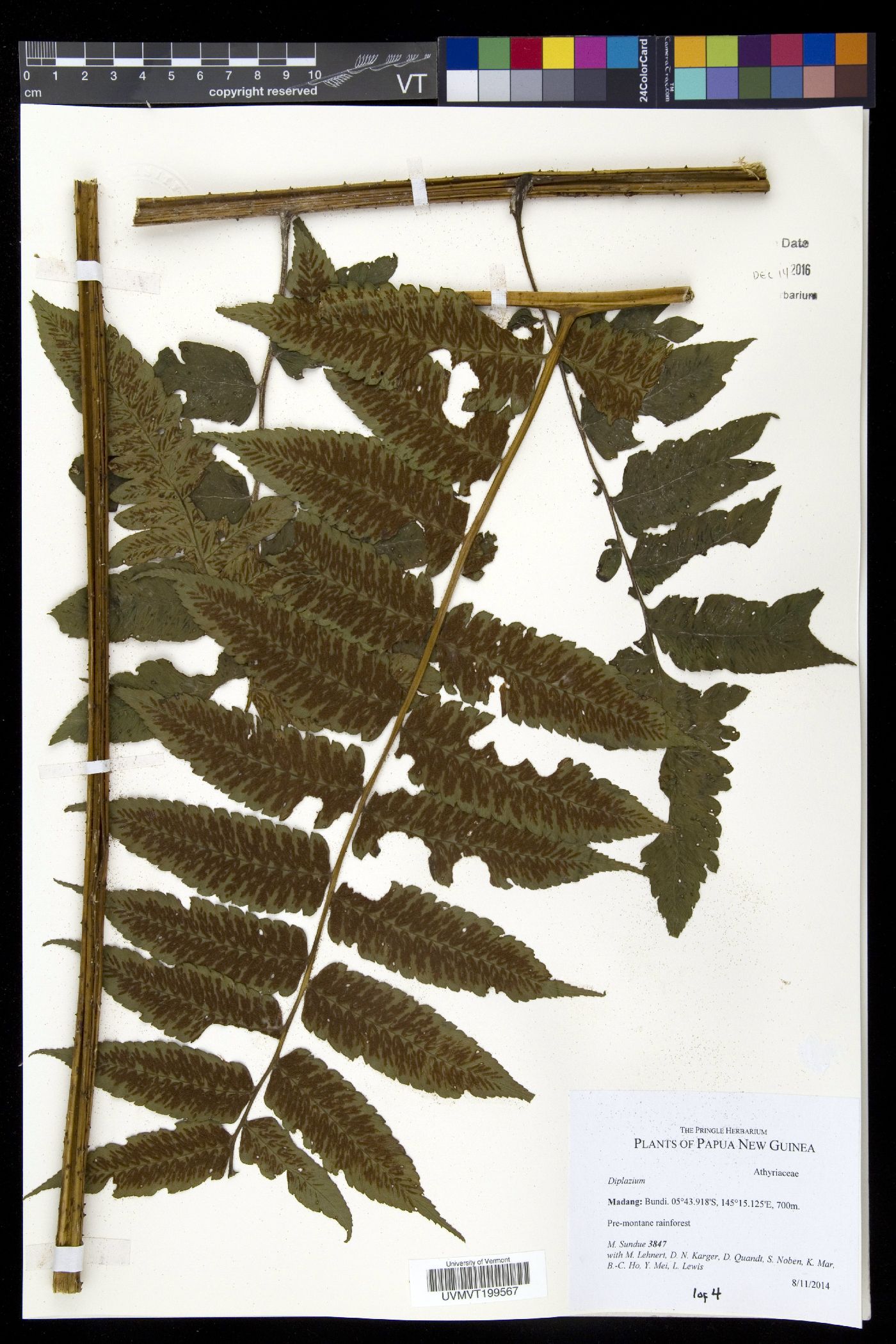 Diplazium stipitipinnula image