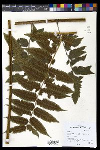 Diplazium stipitipinnula image