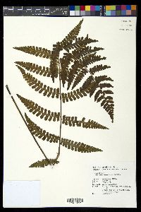 Diplazium incomptum image