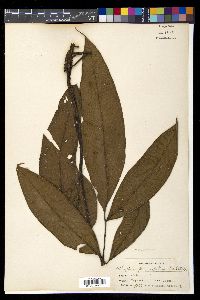 Diplazium fraxinifolium image