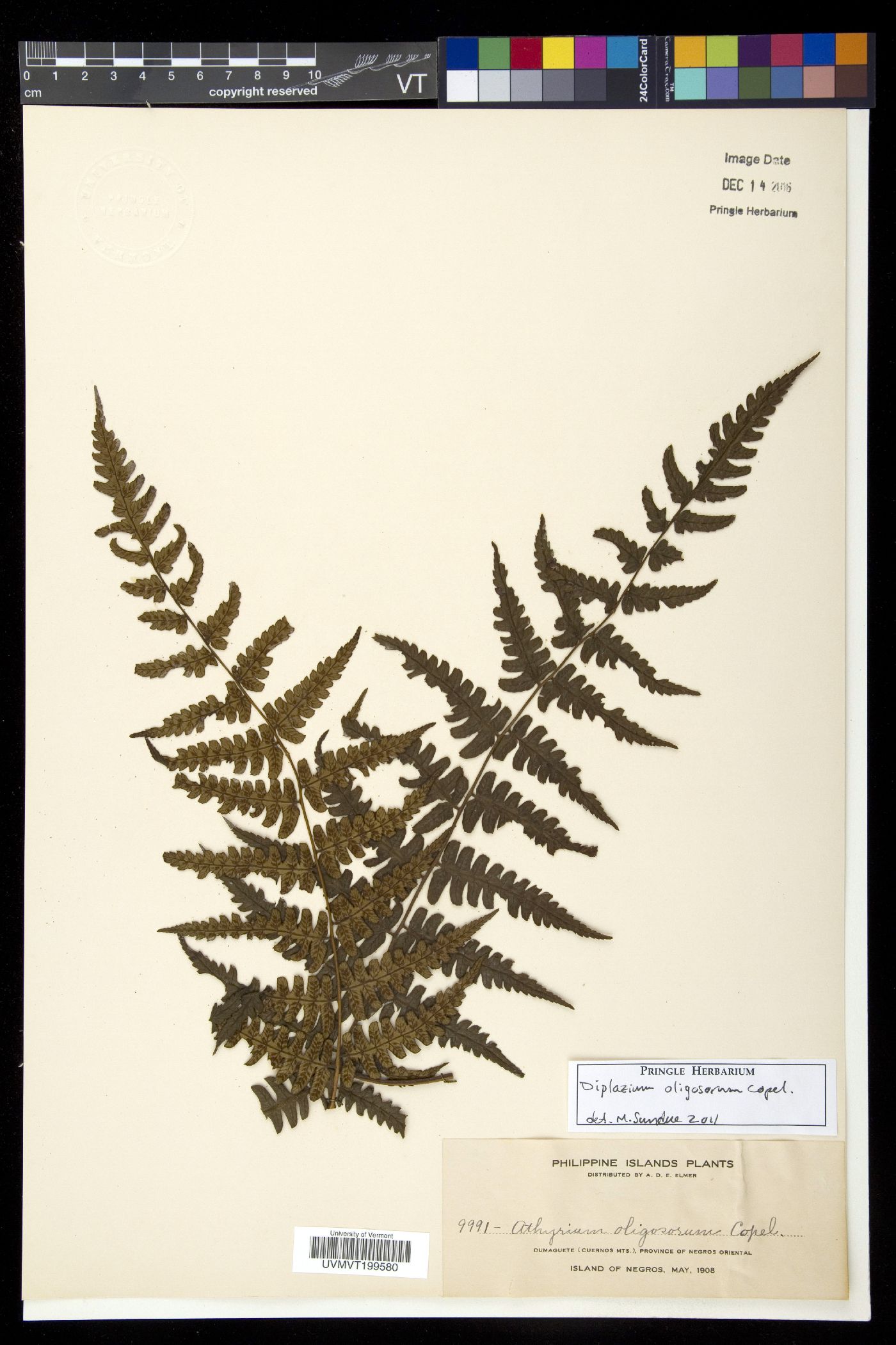 Diplazium oligosorum image