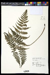 Diplazium oligosorum image
