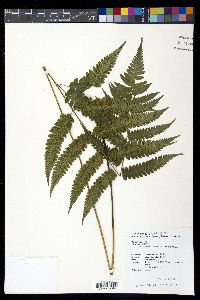 Diplazium mettenianum image