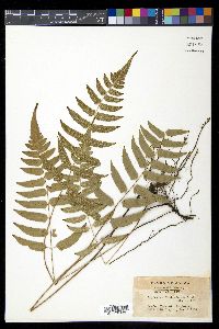 Diplazium mettenianum image