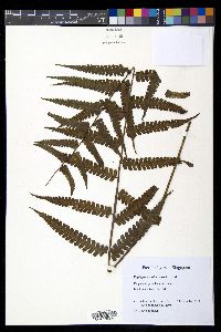 Diplazium holttumii image