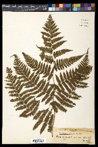 Diplazium polypodioides image