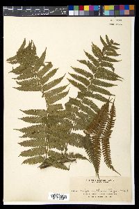 Diplazium polypodioides image