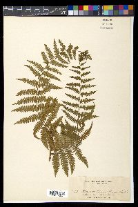 Diplazium polypodioides image