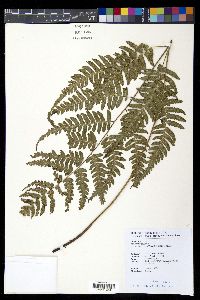 Diplazium petri image
