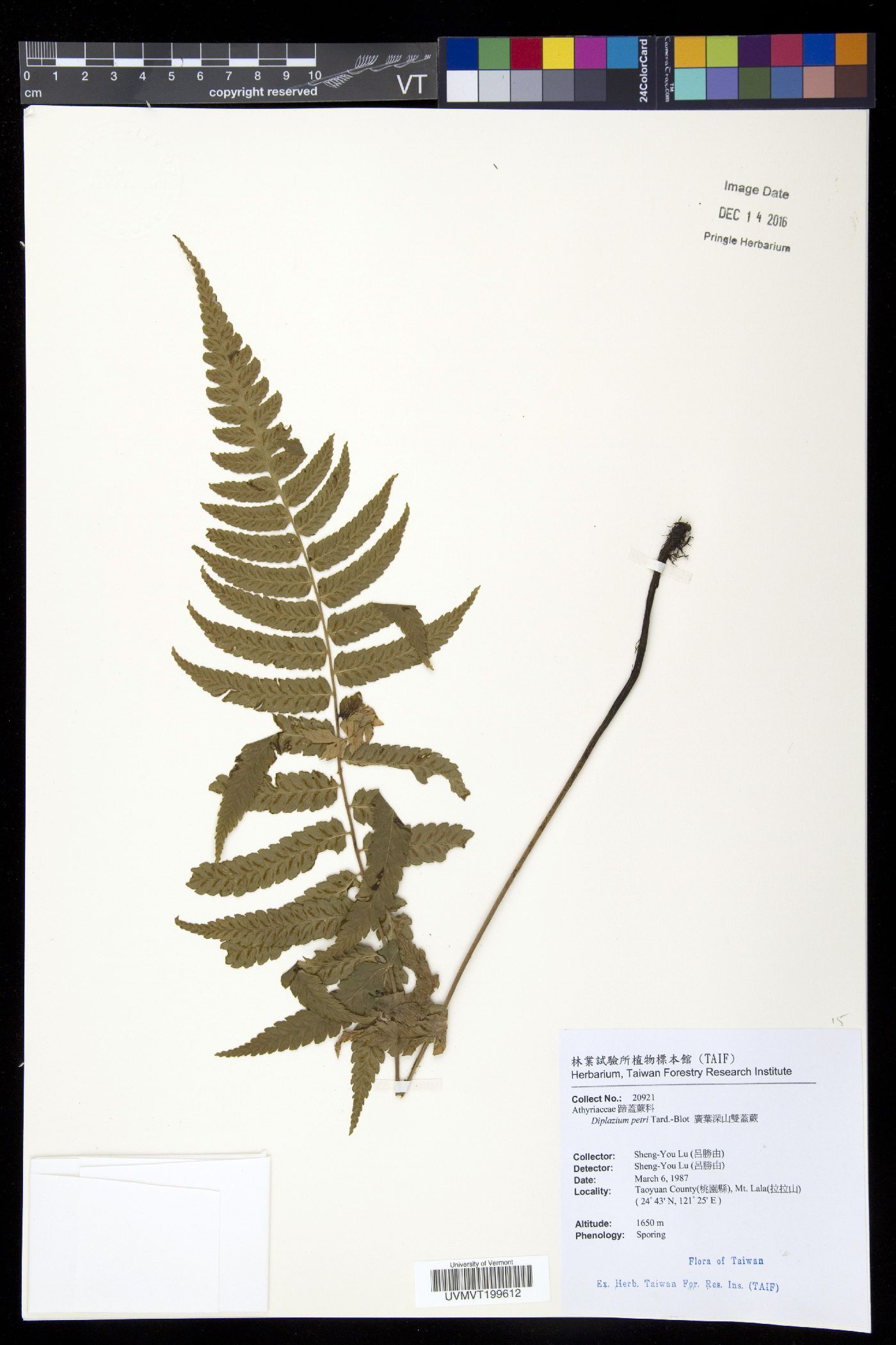 Diplazium petri image