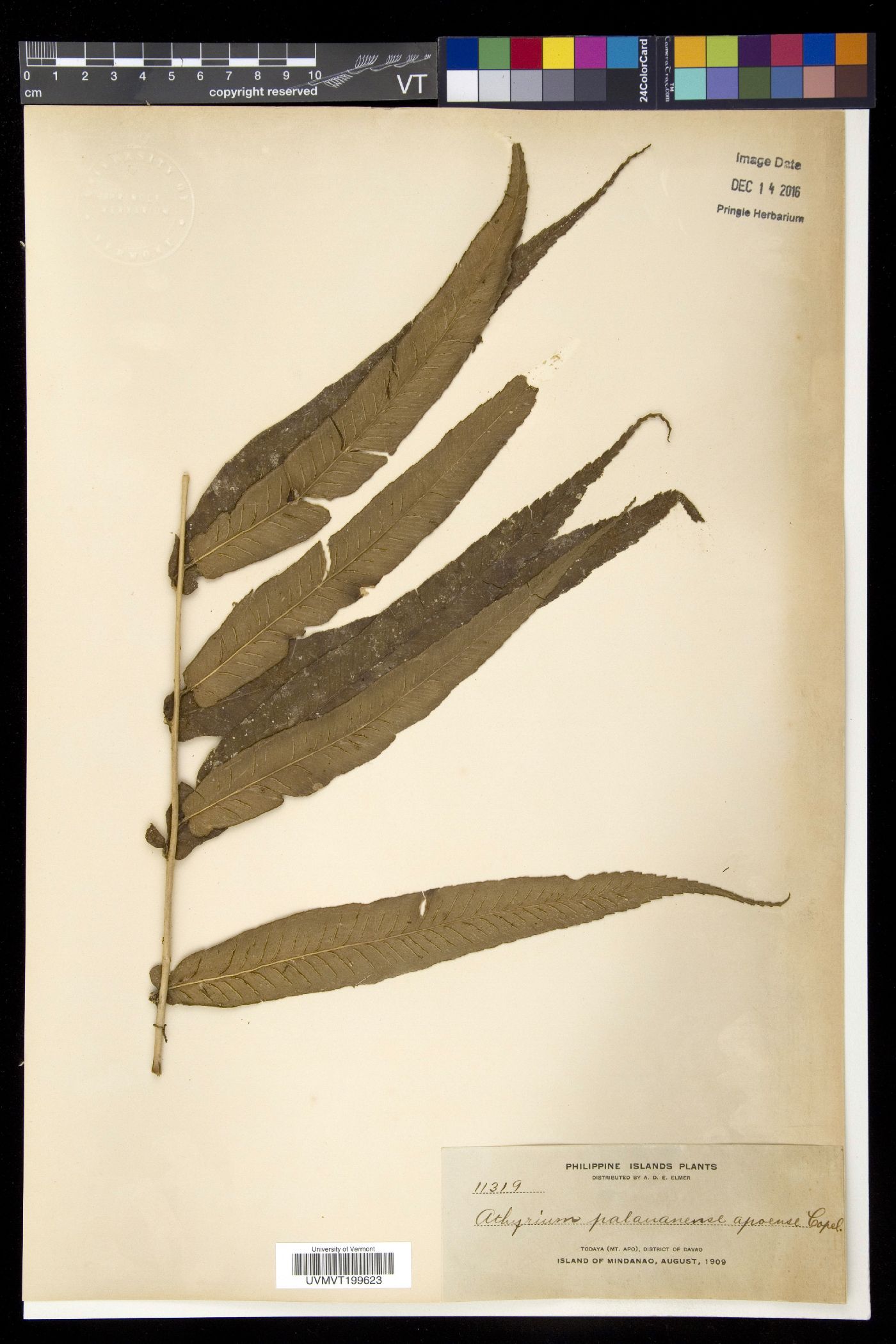 Diplazium xiphophyllum image