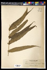 Diplazium xiphophyllum image