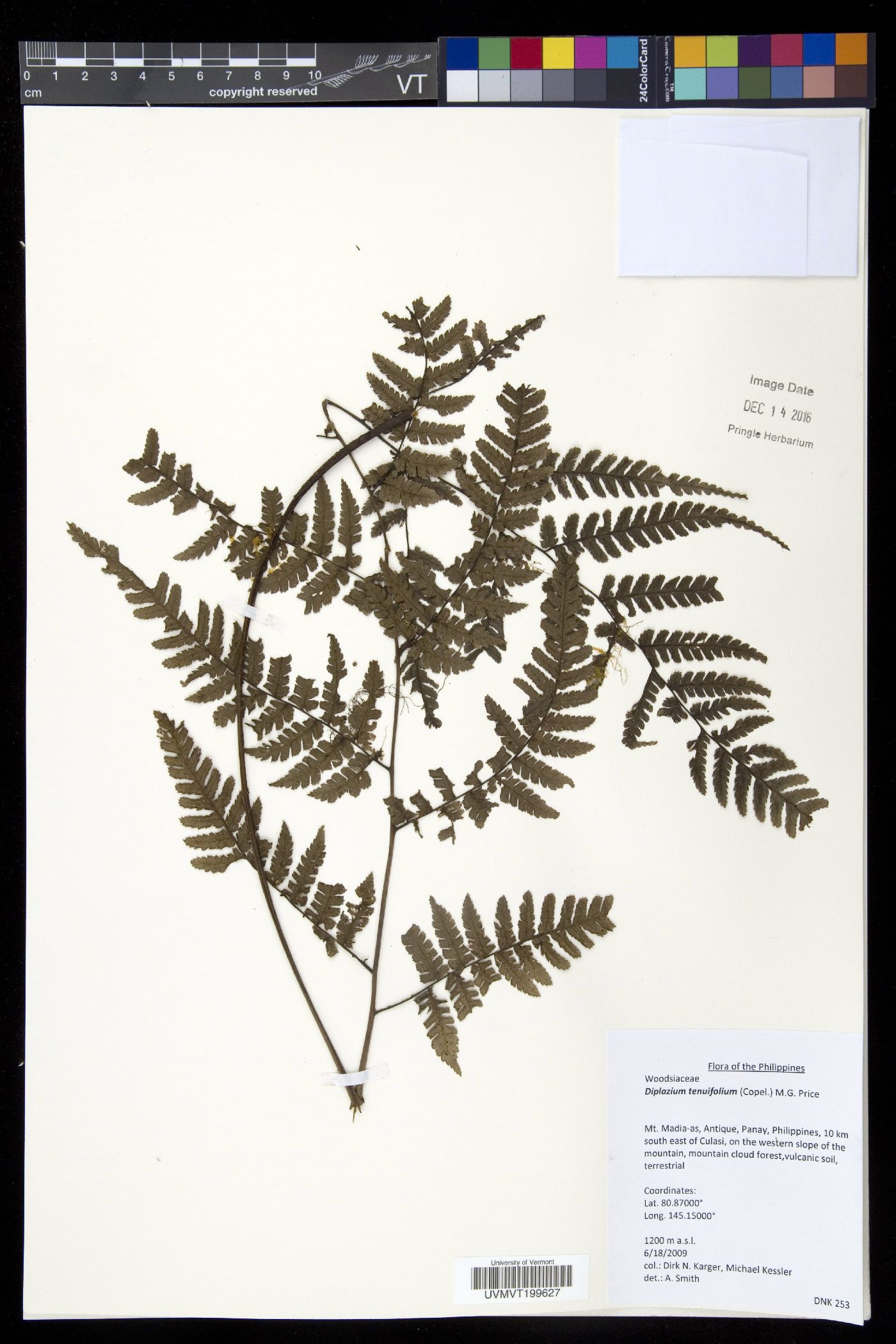 Diplazium tenuifolium image