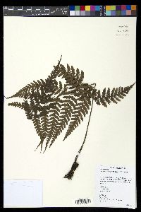Diplazium tenuifolium image