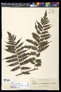 Diplazium woodwardioides image