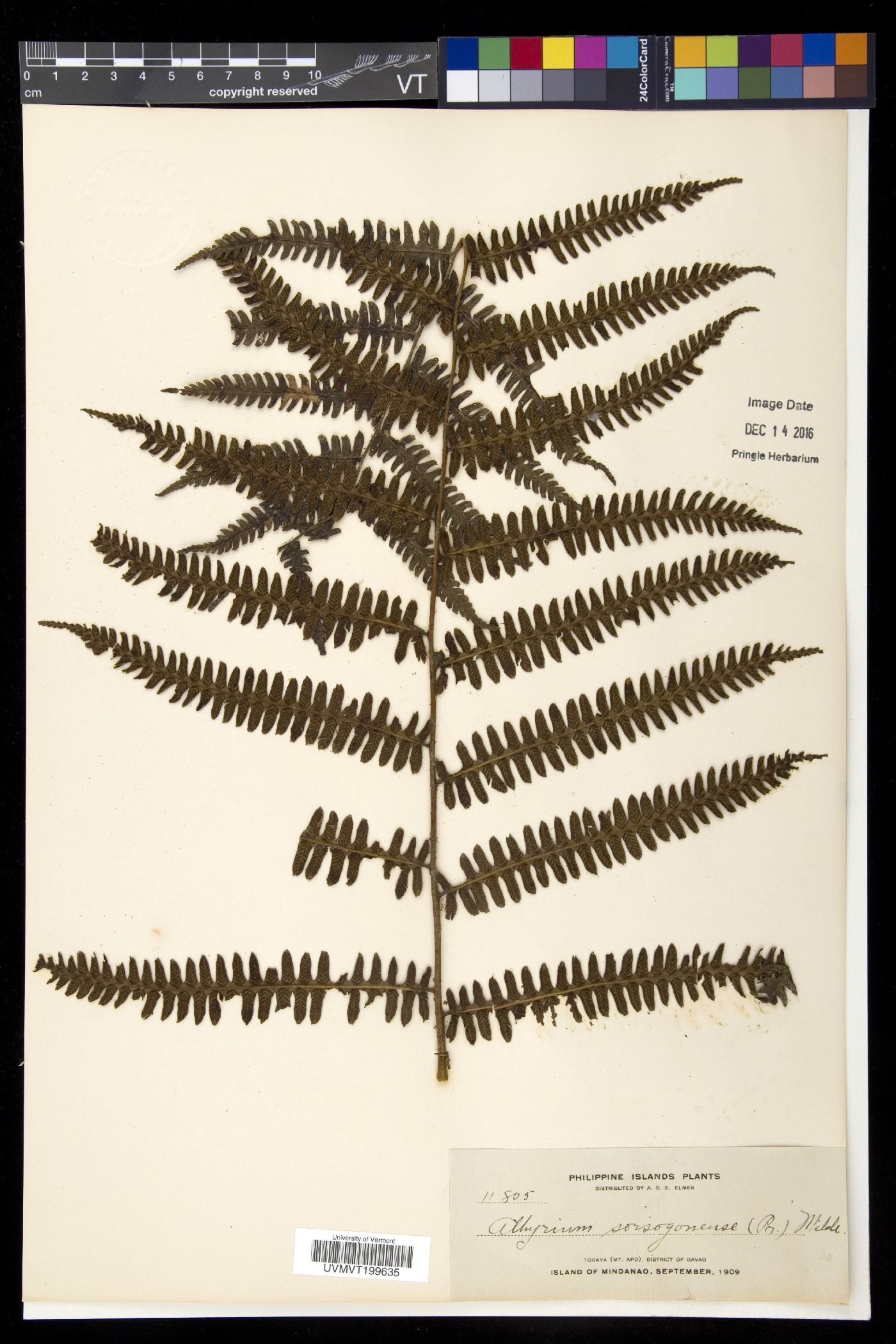 Diplazium sorzogonense image