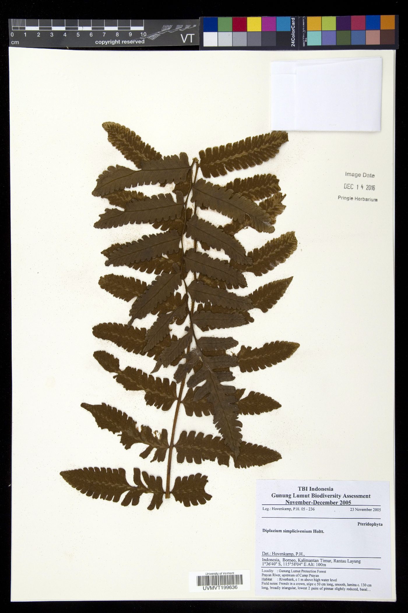 Diplazium simplicivenium image