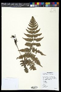 Diplazium sibuyanense image