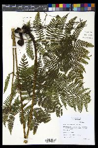 Diplazium sandwichianum image