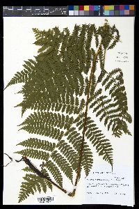 Diplazium sandwichianum image