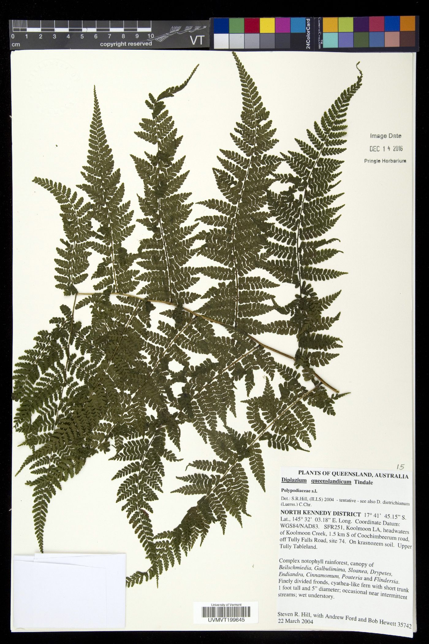 Diplazium queenslandicum image