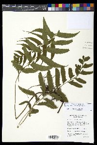 Diplazium wichurae image