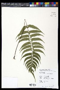 Diplazium wichurae image