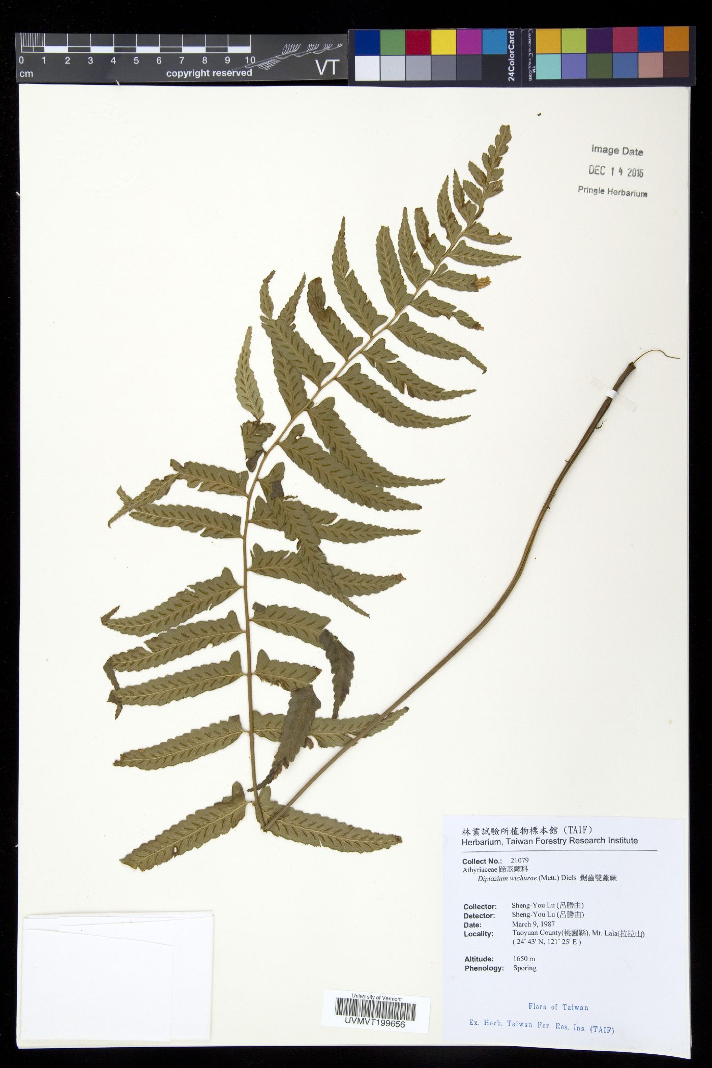 Diplazium wichurae image