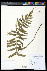 Diplazium wichurae image