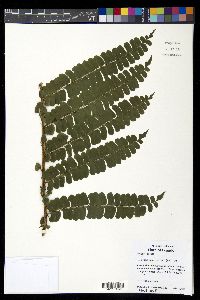 Didymochlaena alpina image