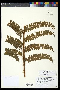 Didymochlaena alpina image