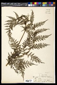 Media resource of Aenigmopteris dubia