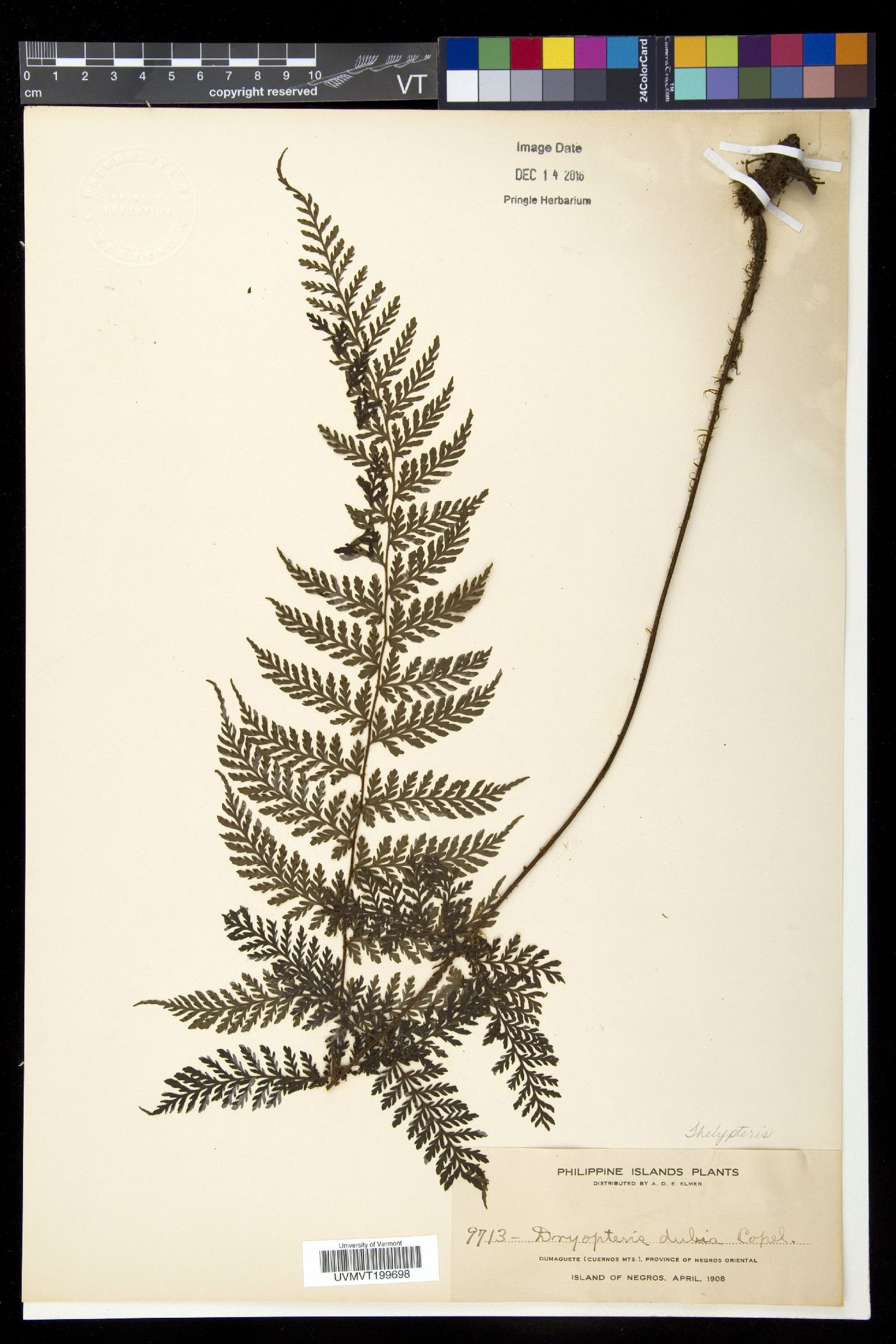 Aenigmopteris dubia image